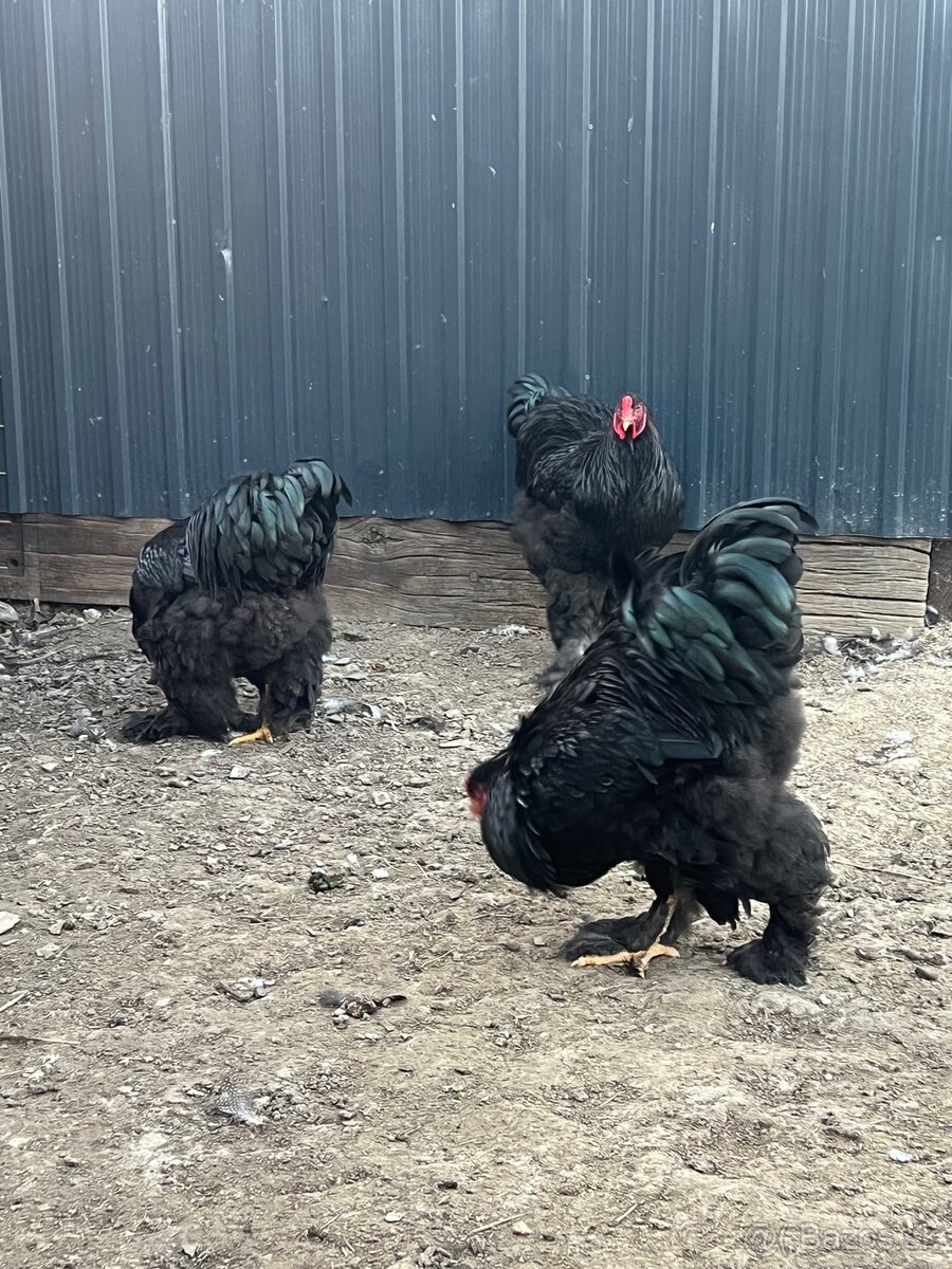 Brahmanka veľká čierna - 8