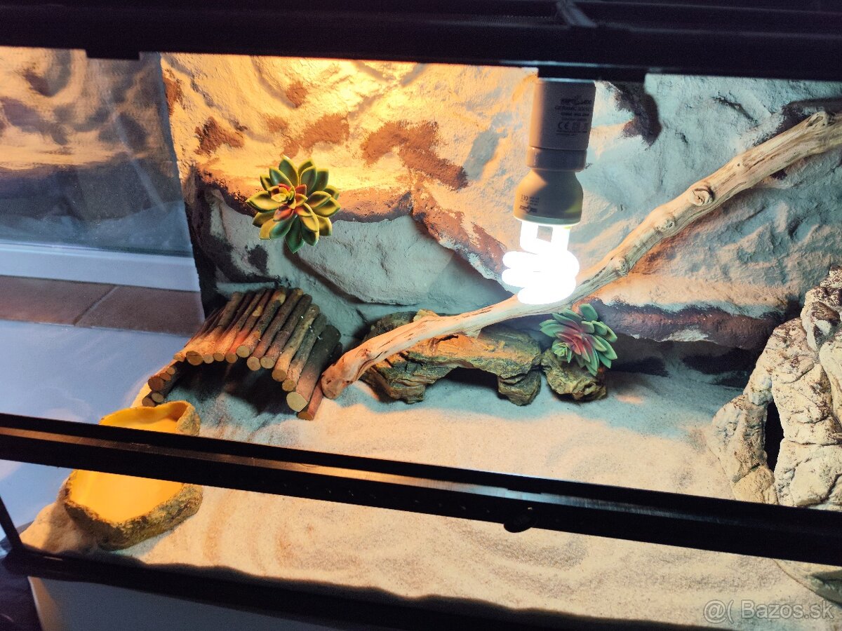 Agama bradatá s terariom Exo terra - 8