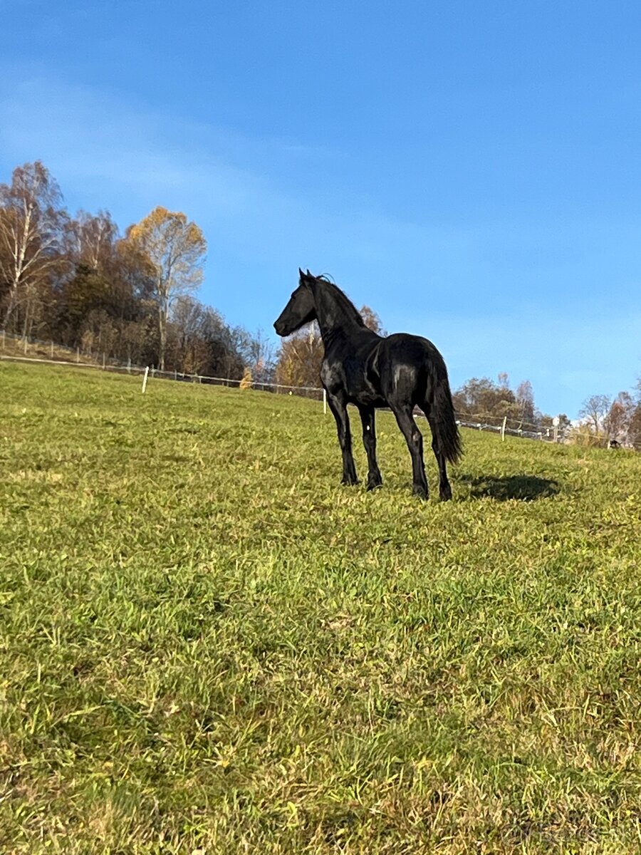 Frízsky žrebec - 8