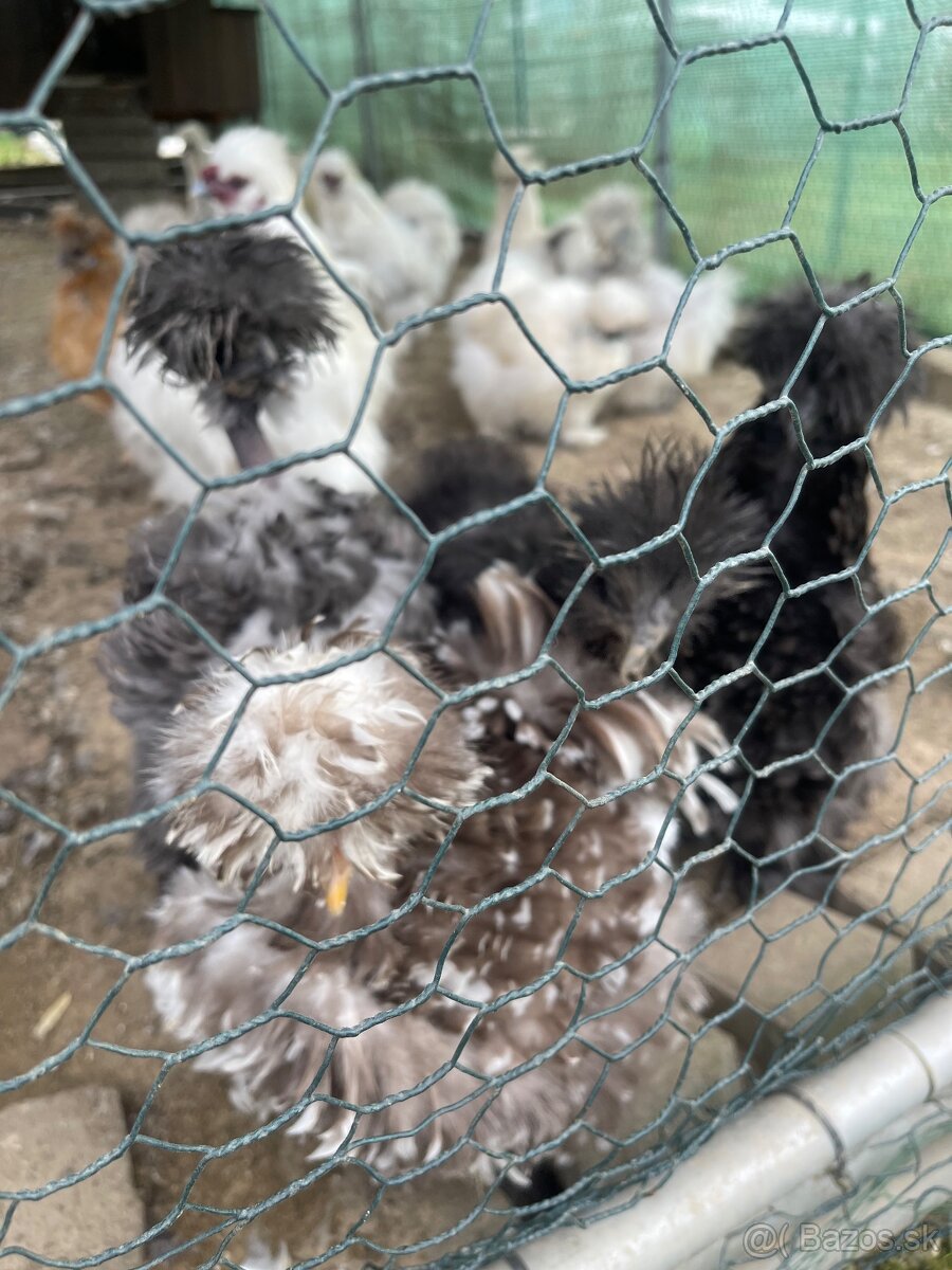 Násadové vajíčka USA hodvábničky - 8