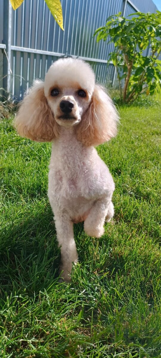 Pudel trpasličí - 8