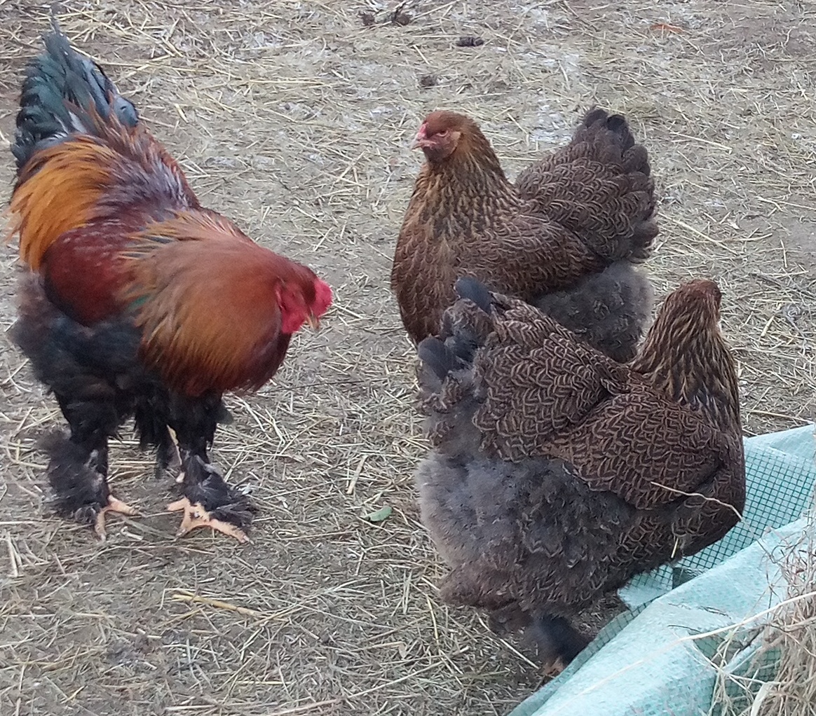 NB Brahma jarabičia 1,50€ - 8