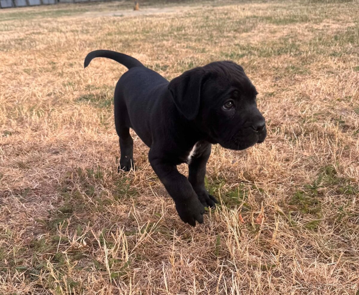 Cane corso - 8