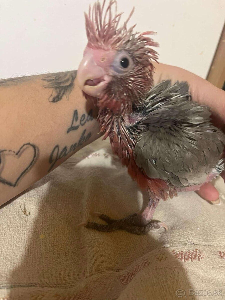 Predam kakadu ruzoveho - 8