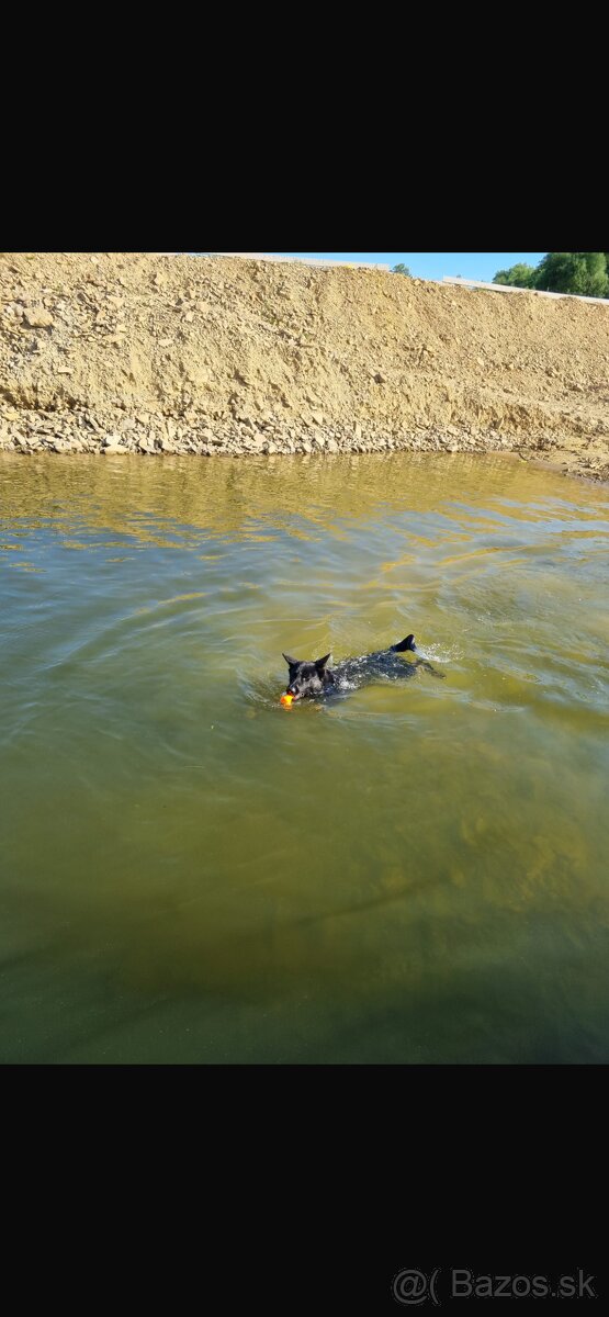 Nemecký ovčiak - štenatá - 8