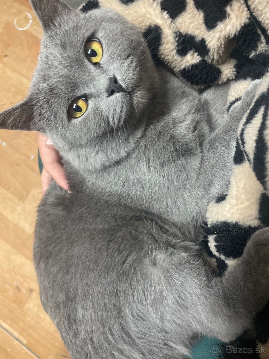 Britské mačiatka - 8