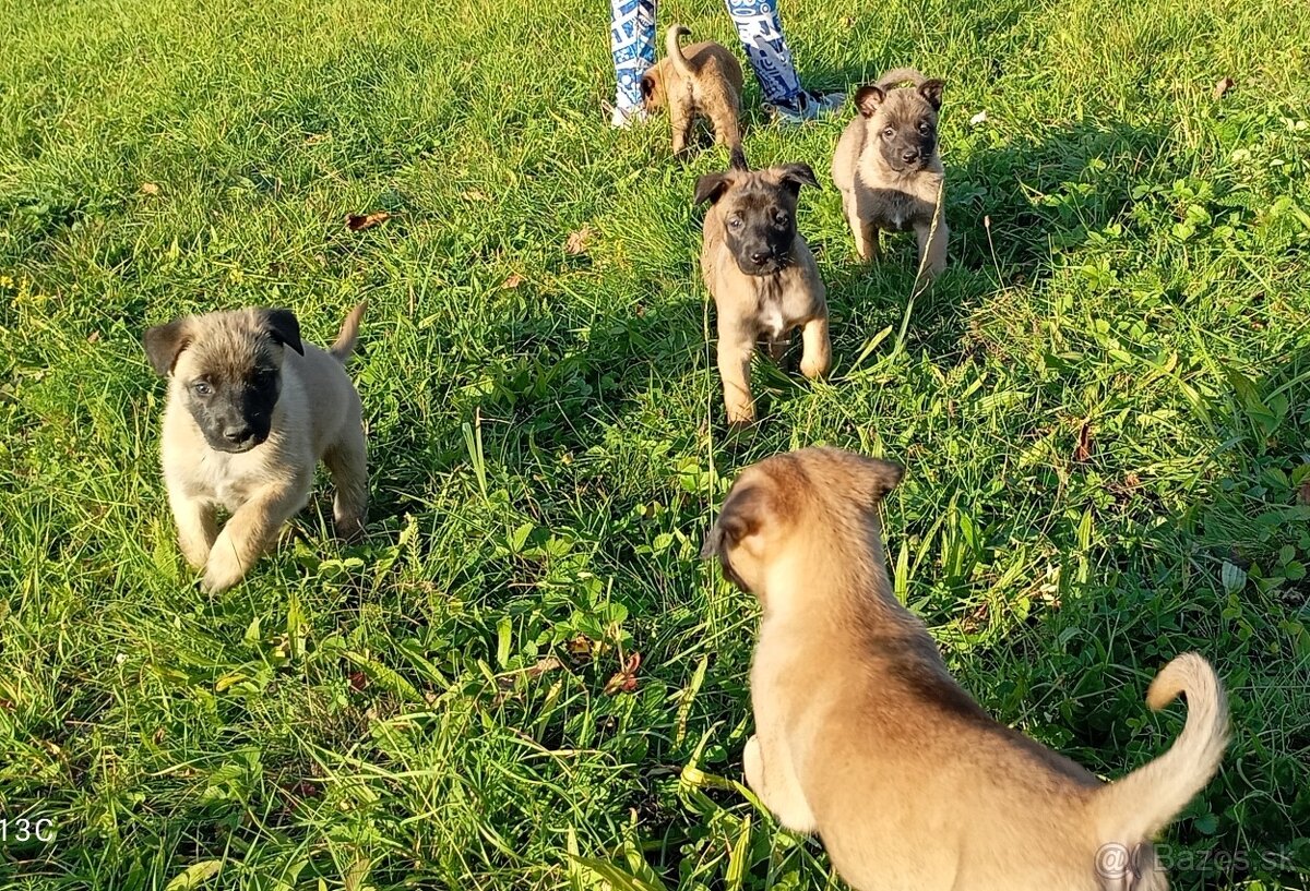 Šteniatka Belgický ovčiak - 8