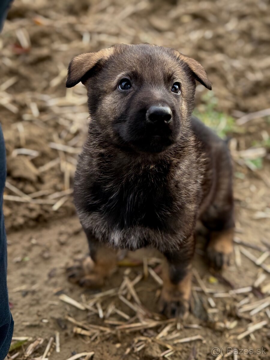 Nemecký ovčiak - 8