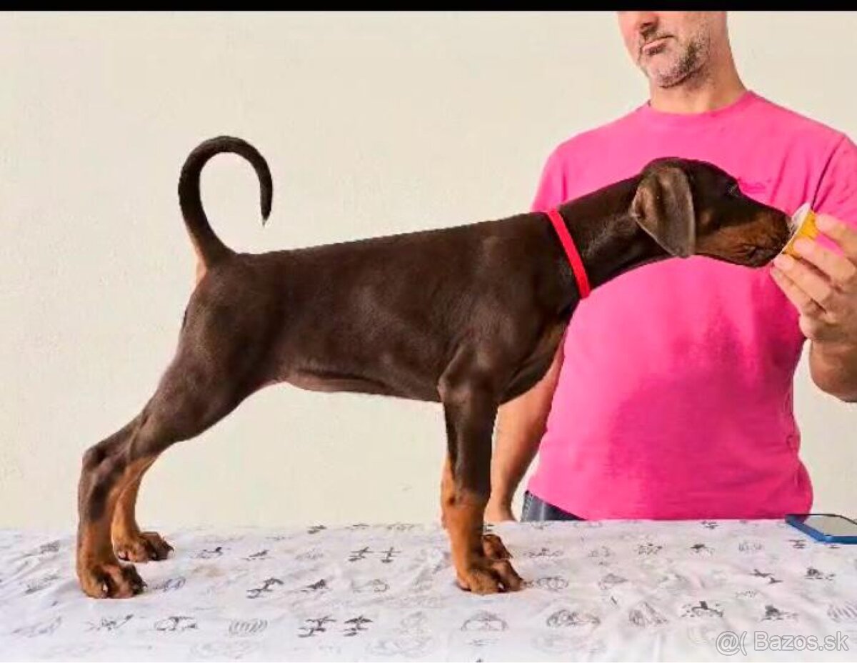 Doberman TOP šteniatka - 8