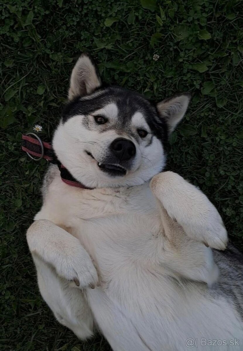 Predám šteniatka malamut × kríženec - 8