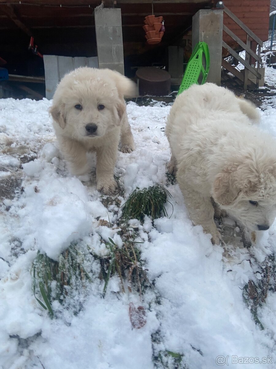 Slovenský čuvač - 8