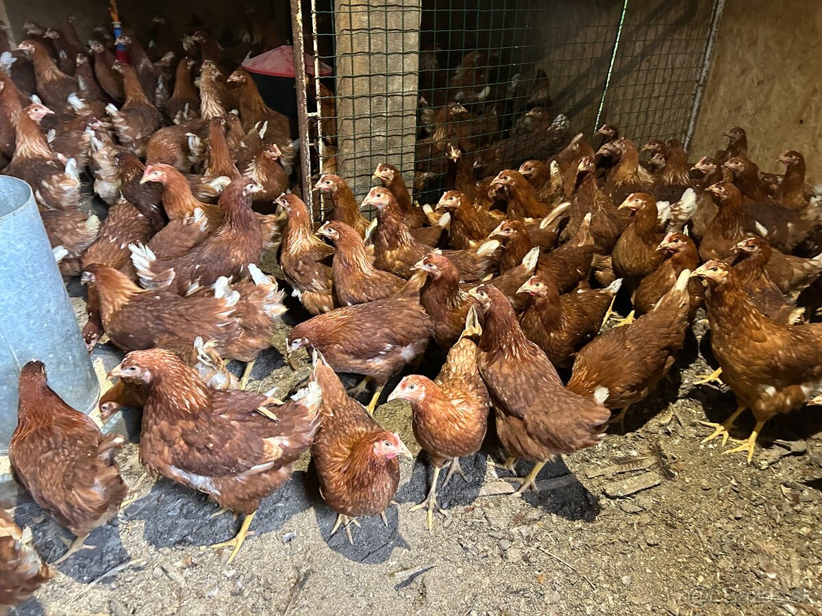 Sliepky Mládky Nosnice Lohman - 8