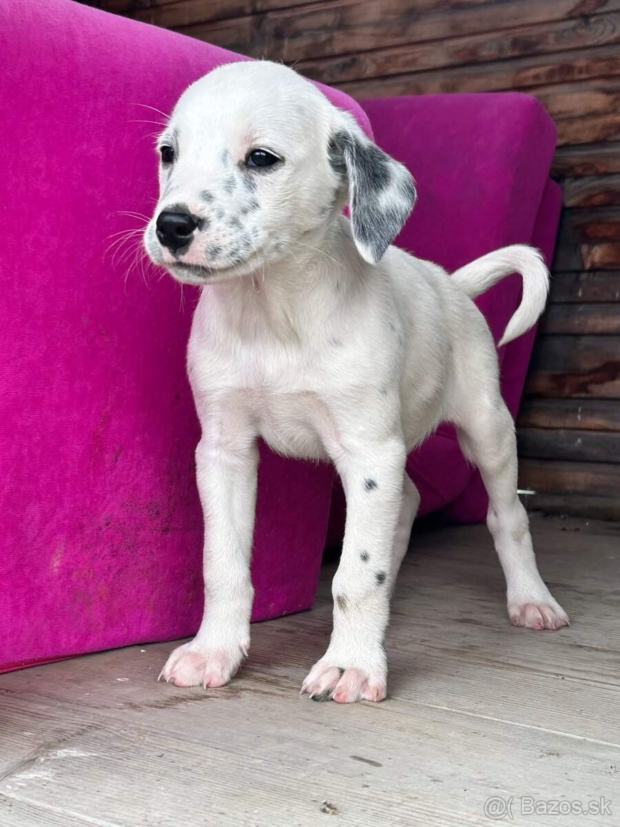 Darujem šteniatko - 8