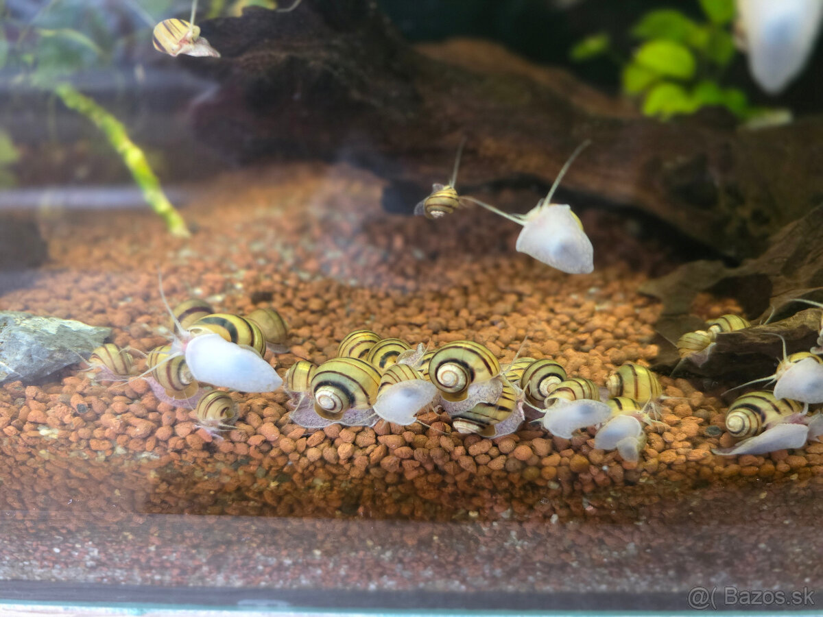 Slimák Mini ampulária špirálová - 8