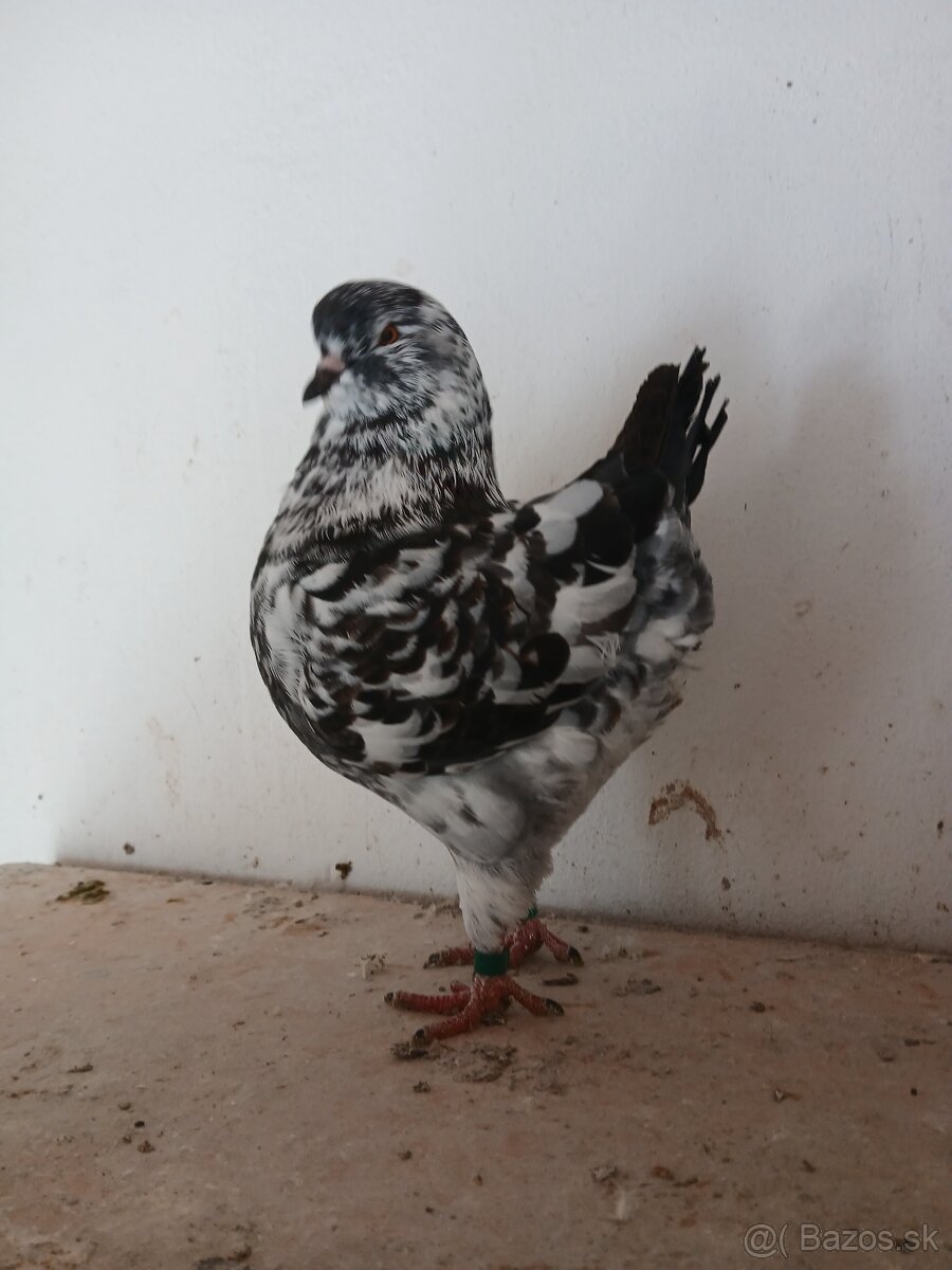 Holuby king - 8