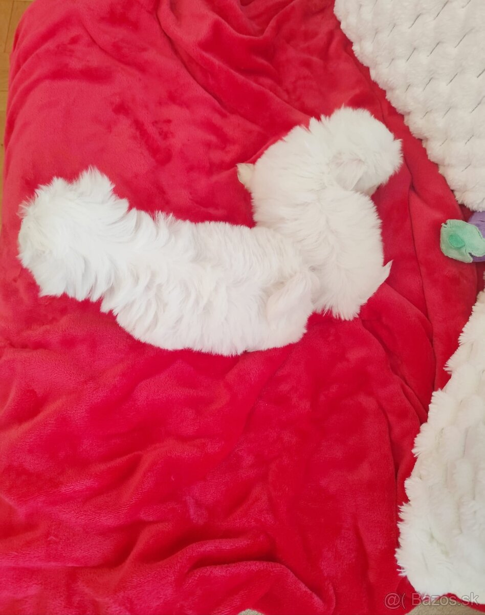 Maltezsky psík, maltezák, maltez - 8