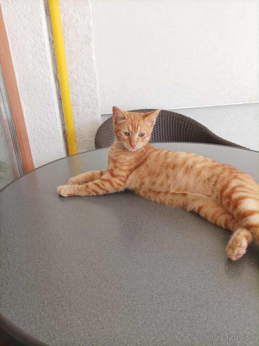 DARUJEM KRÁSNEHO KOCÚRIKA DO DOBRÝCH RÚK - 8