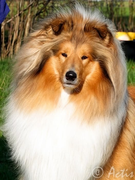 Kólia dlhosrstá s PP - 8