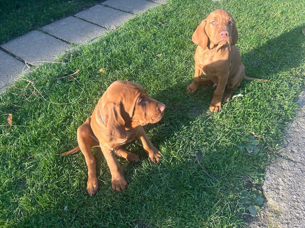 Maďarská vyžla - 8