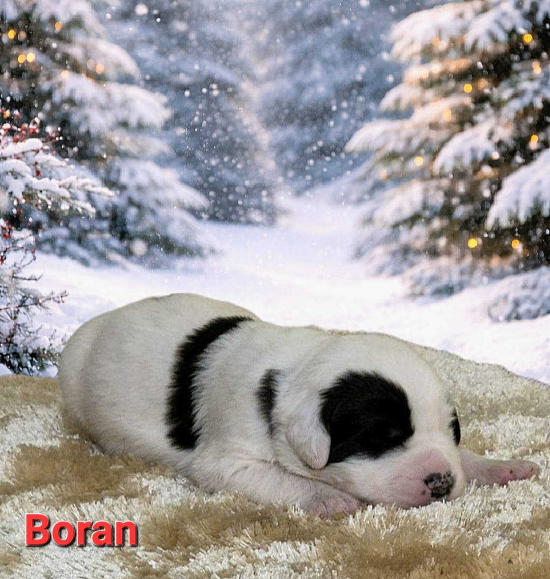 Stredoázijský ovčiak s PP - 8