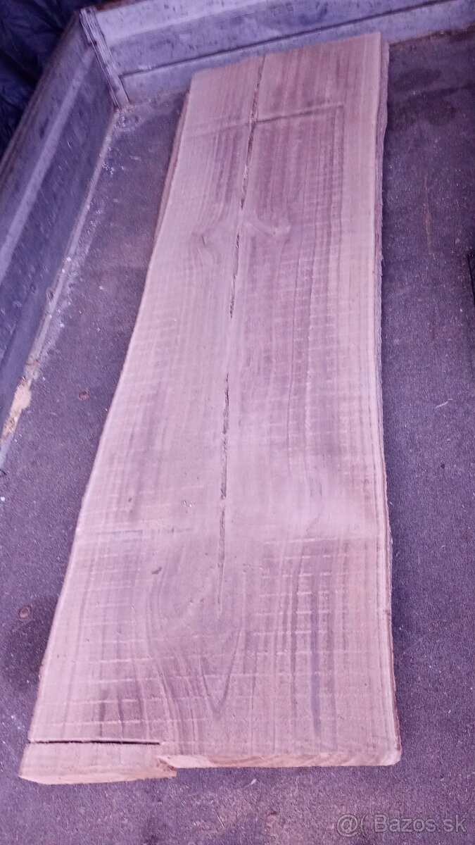 fosne paulownia - 8