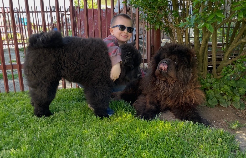 Chow chow s PP - 8