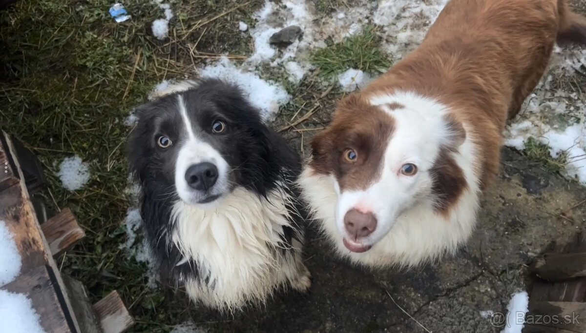 Predám border kólia šteniatka - 8