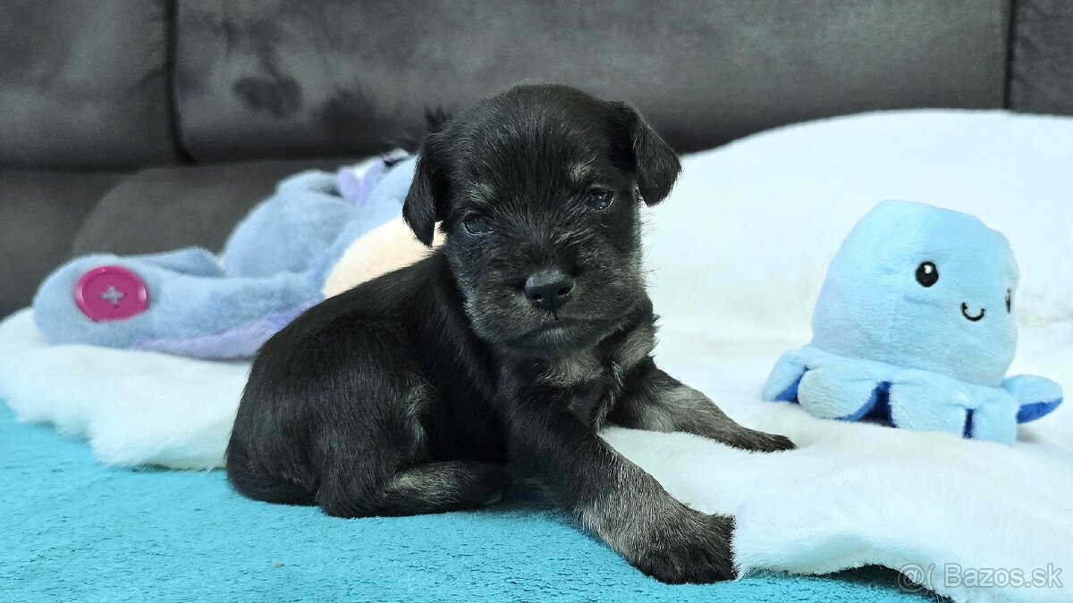 Bradáč malý čiernostrieborný s PP - 8