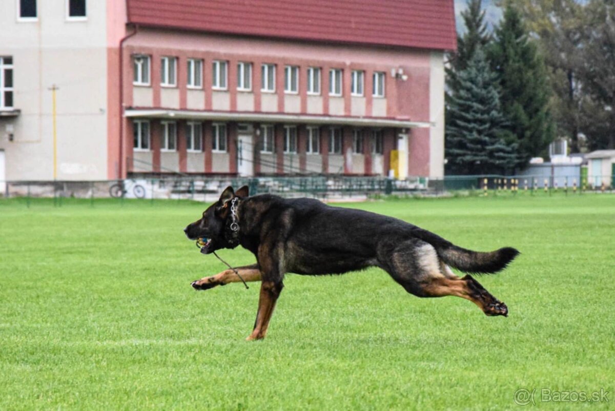 Nemecký ovčiak s PP - 8