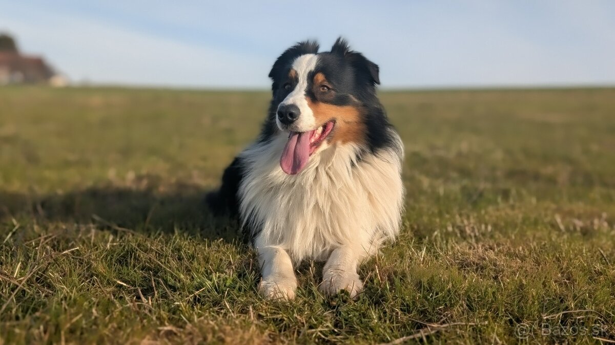 Austrálsky ovčiak - krytie, PP - 8