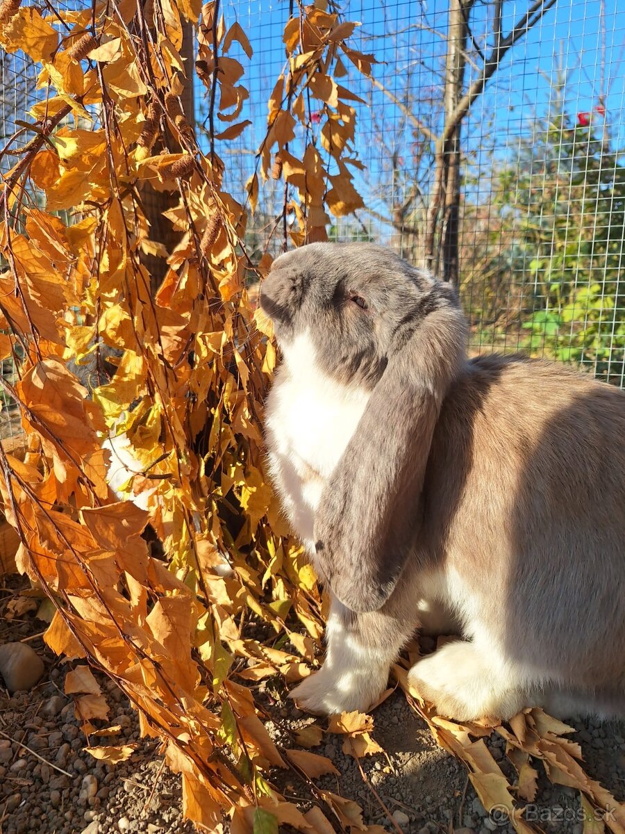 Francúzsky baran - 8