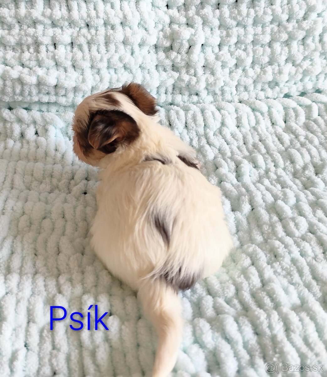 Yorkshire terrier - 8