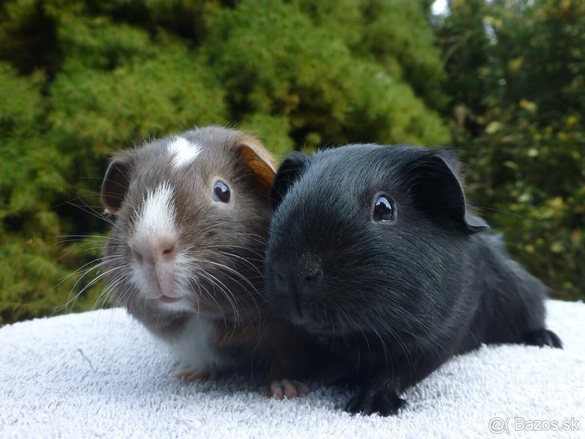 Morčiatka s rodokmeňom - 8