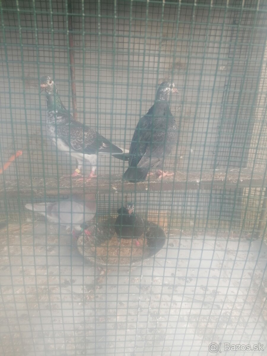 Poštové holuby - 8