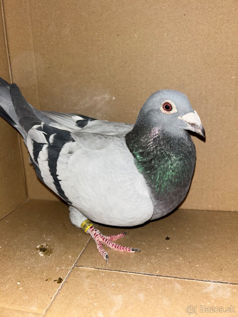 Postove holuby - 8