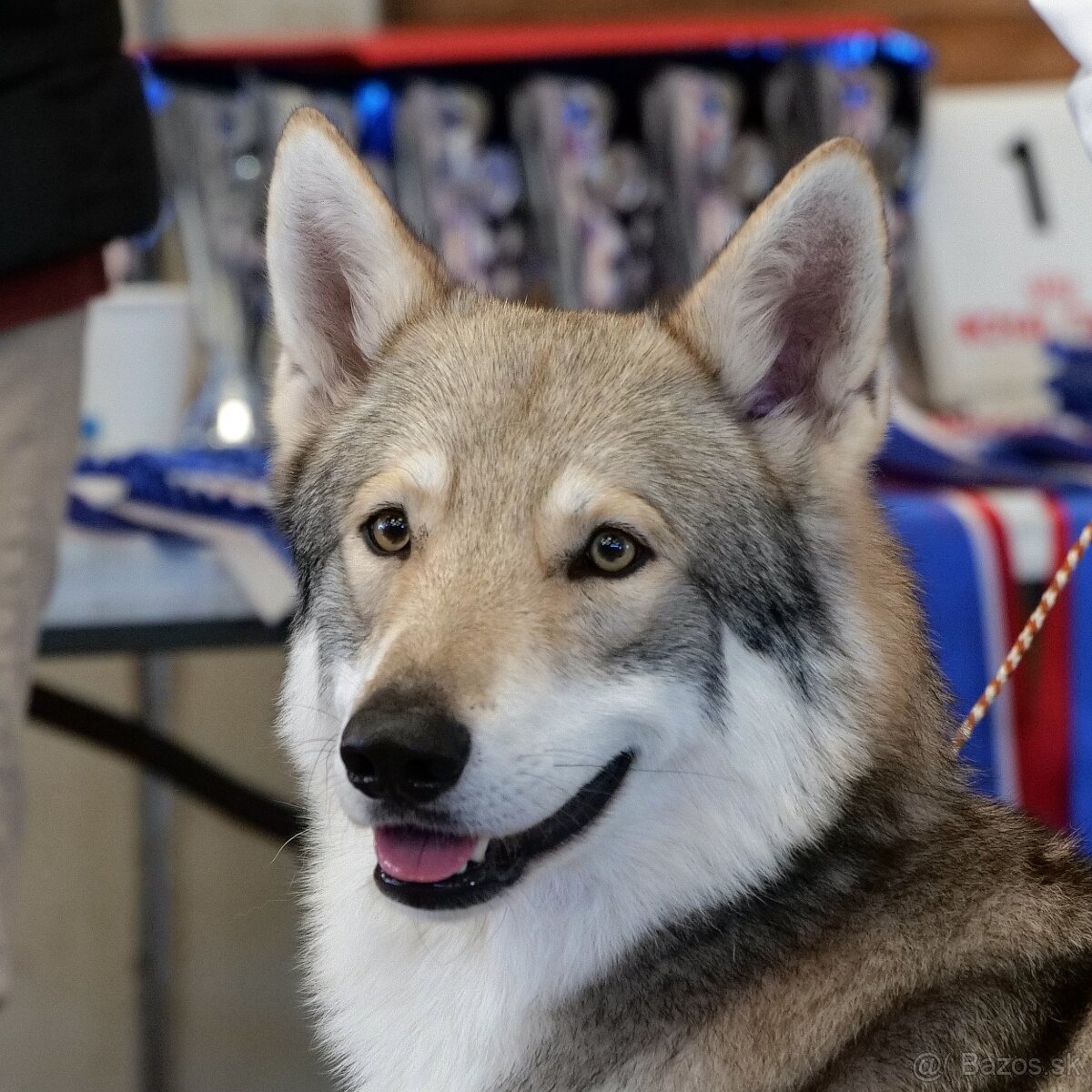 Saarloosov vlčiak - 8