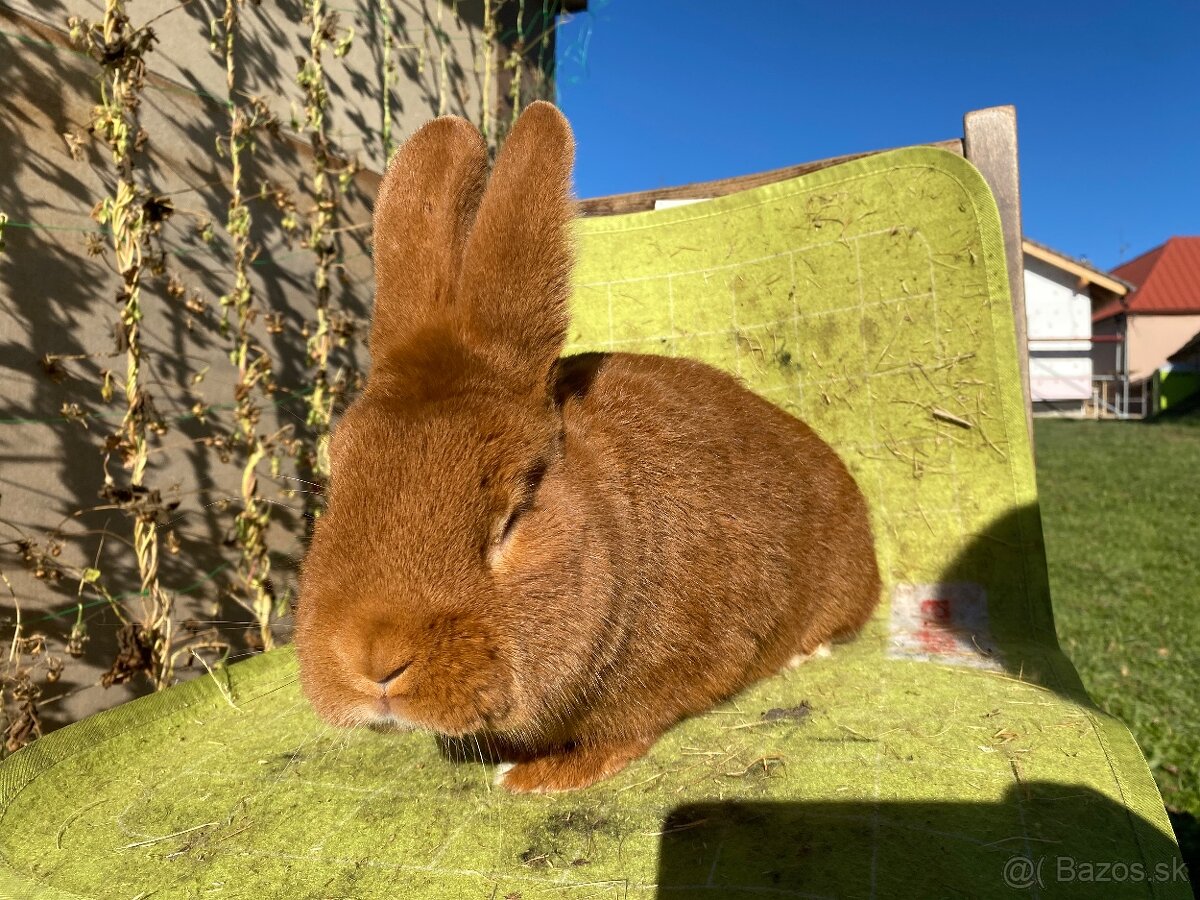 Novozélandské červené - 8