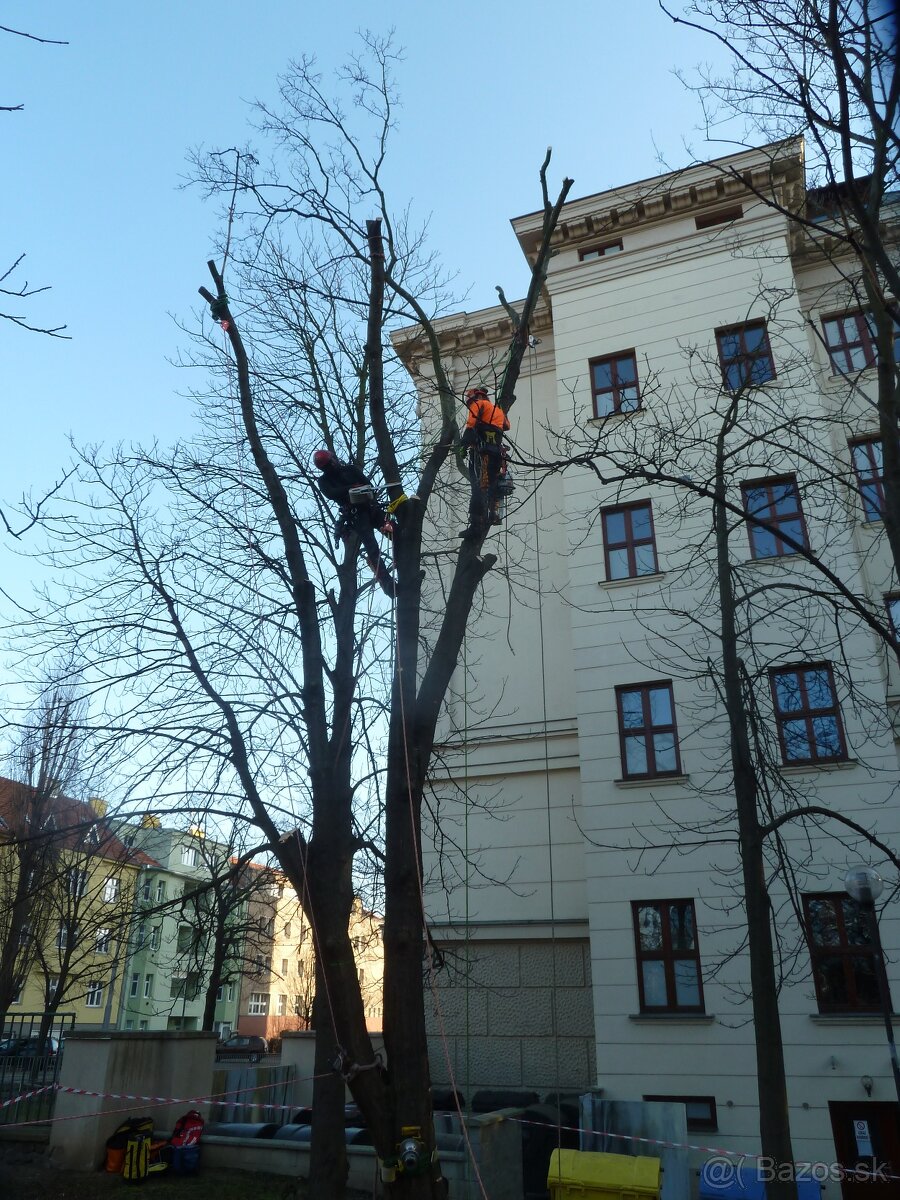 Arboristika, rizikové výruby a orezy stromov - 8