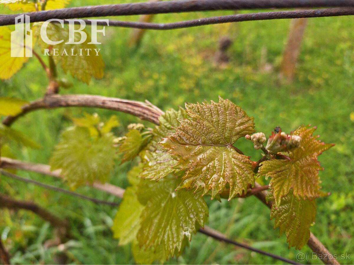 22.000 ZÁHRADKÁRSKA CHATKA S VINIČOM NA PREDAJ V HRHOVE - 8