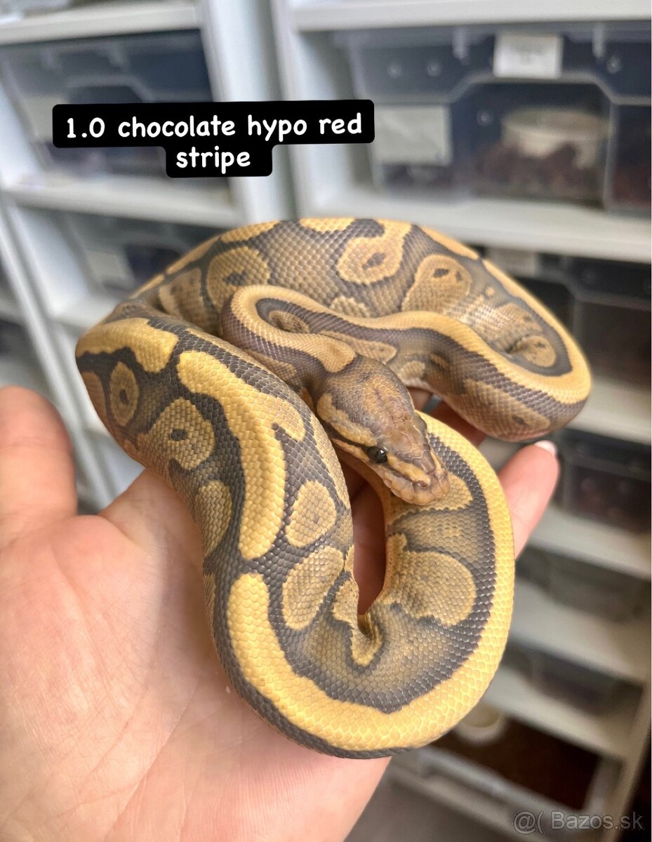 Python regius - 8