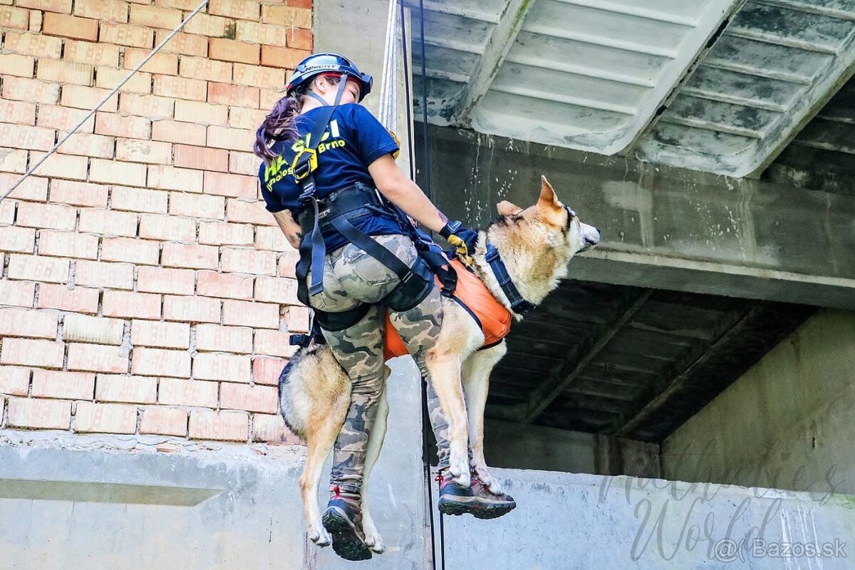 Československý vlčiak šteniatka s PP - 8