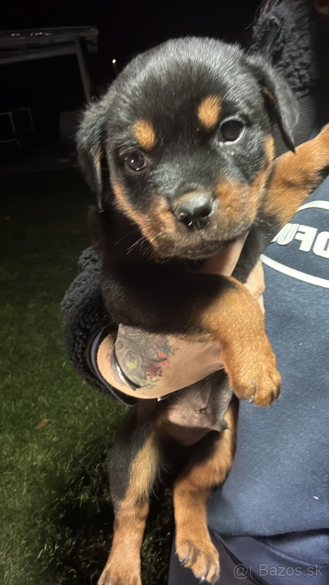 Predám rotvajlerov - 8