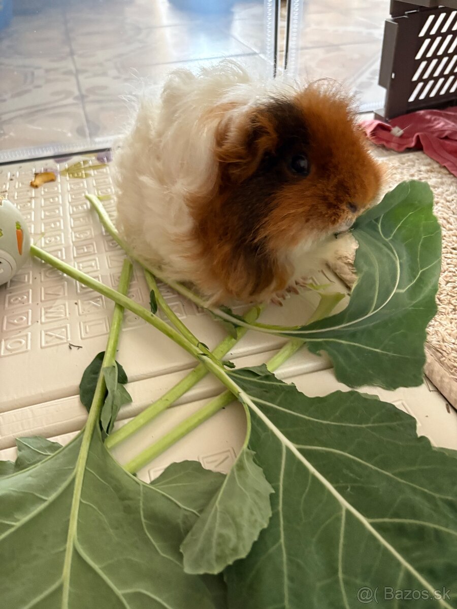 Stráženie psov a mačiek - 8