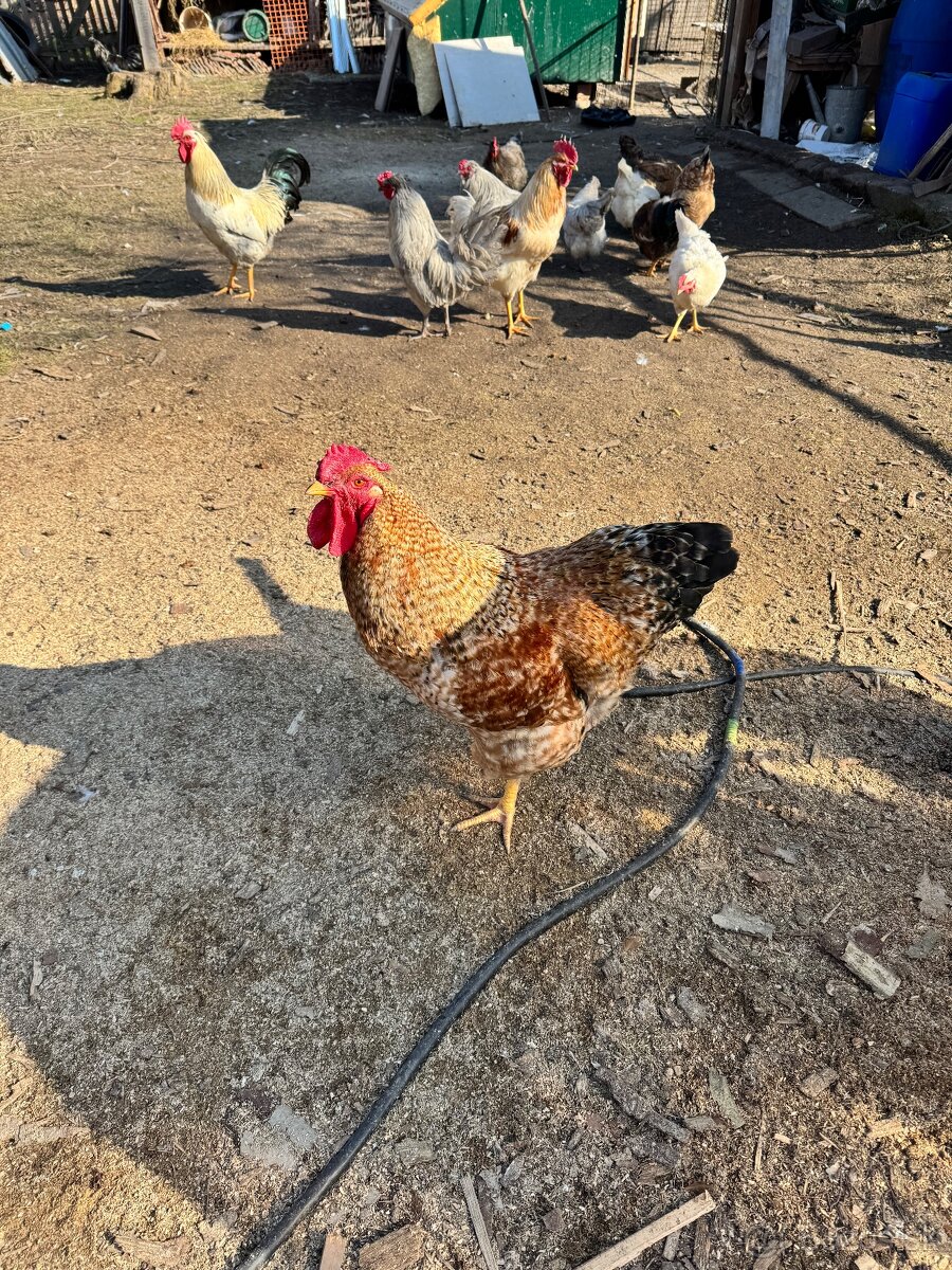 Predám kohútov - 8