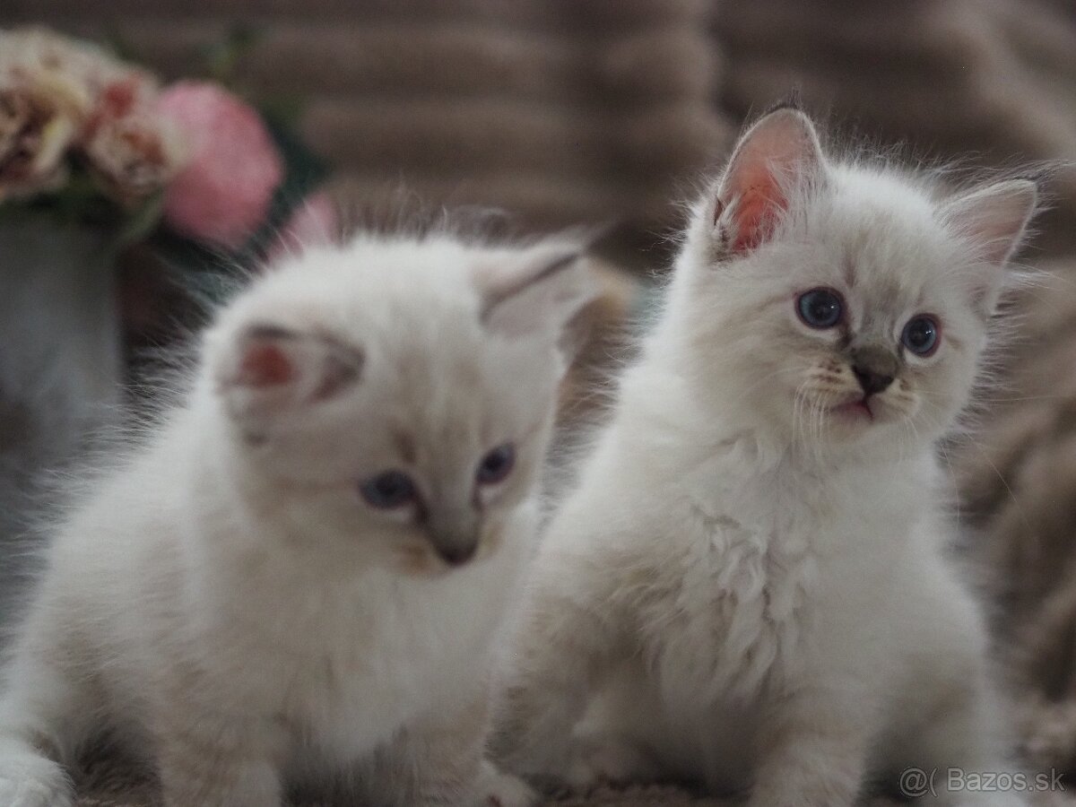Ragdoll mačiatka s PP - 8