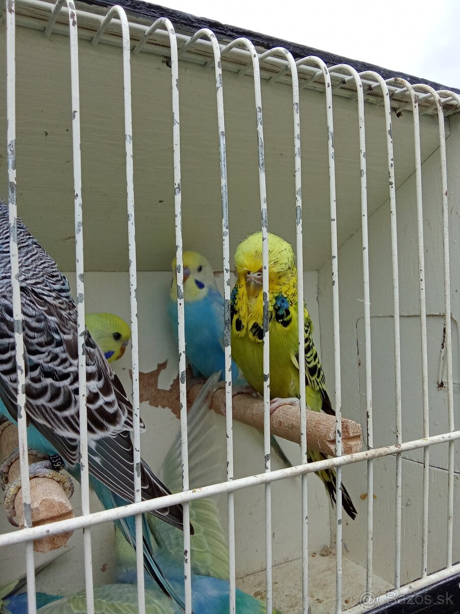 Vystavne andulky,duhove andulky - 8