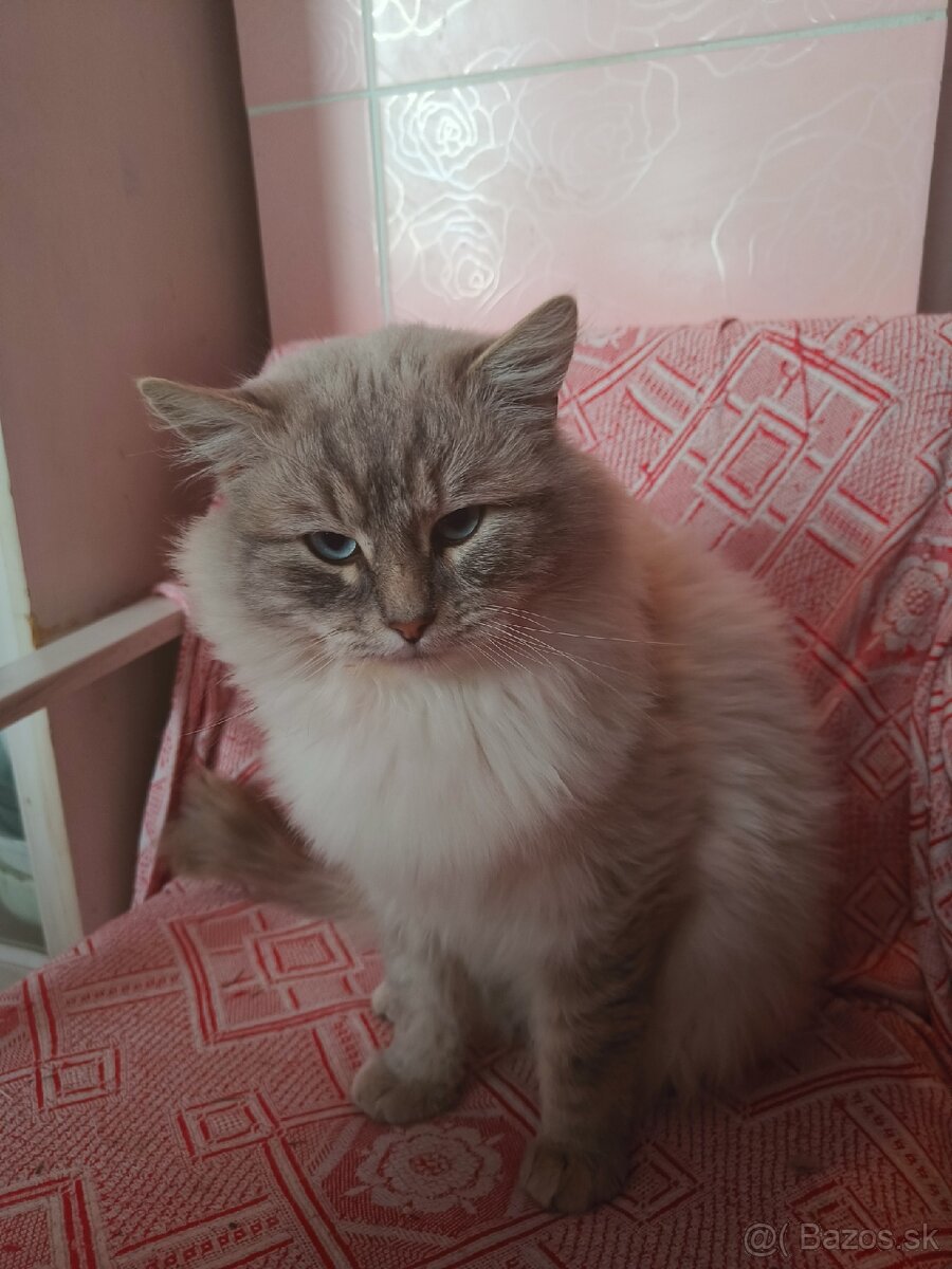 Kocúr ragdoll na krytie - 8