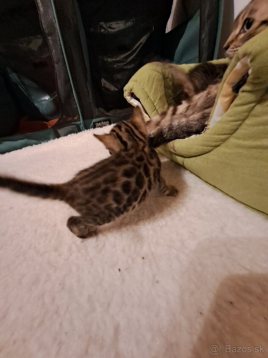 Bengalske maciatka s PP - 8