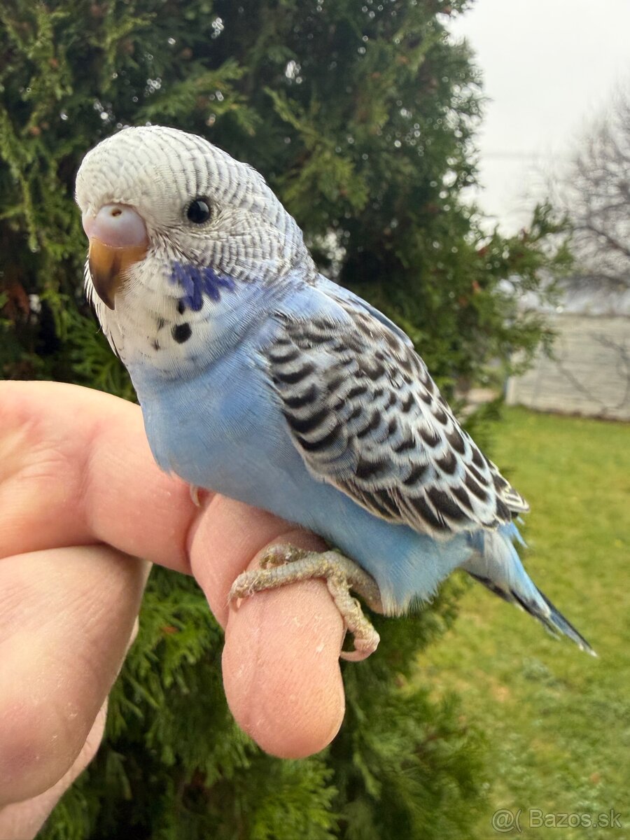 Andulka Maznačik krotká - 8