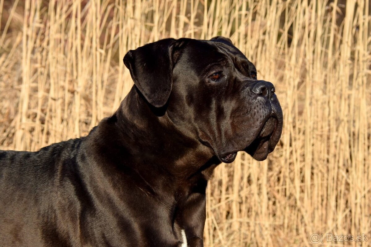 Cane Corso s PP - 8